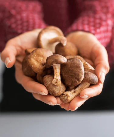 The Power of Medicinal Mushrooms in Wellness and Beauty Formulas